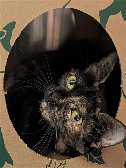 Lydia