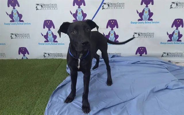 Adoptable Dog