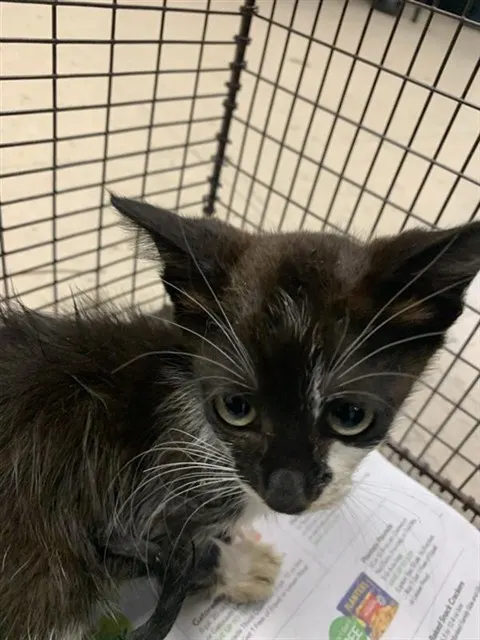 Adoptable Cat