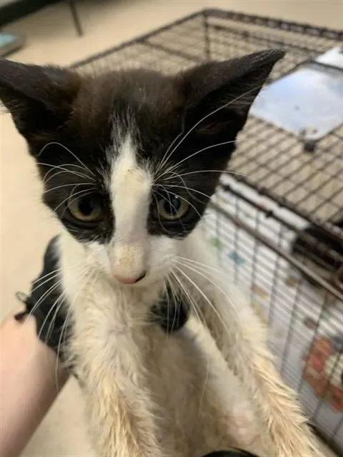 Adoptable Cat