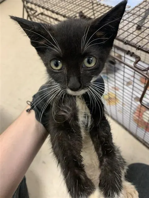 Adoptable Cat