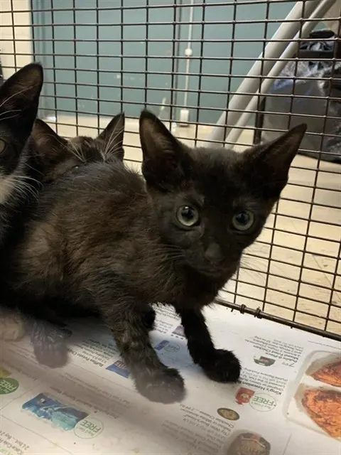 Adoptable Cat