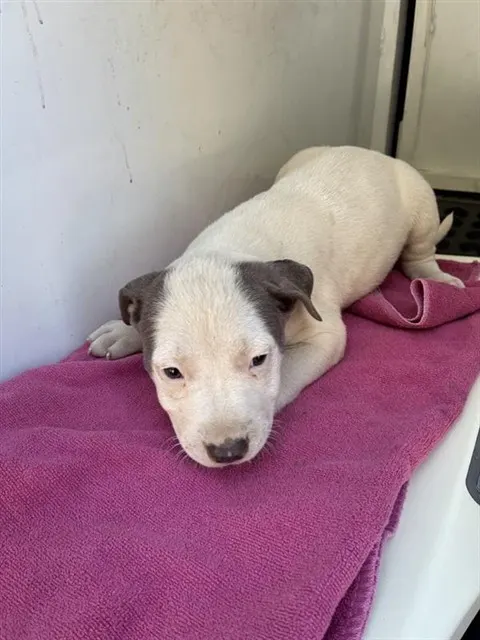 Adoptable Dog
