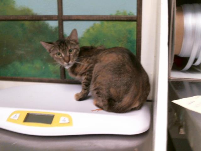 Adoptable Cat