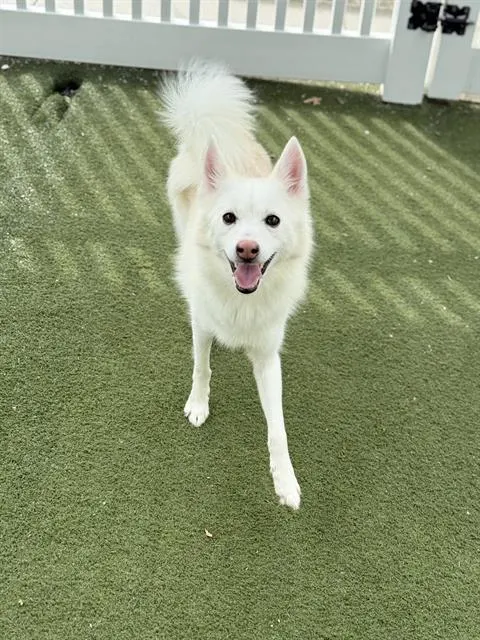 Gracie