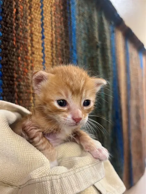 Adoptable Cat