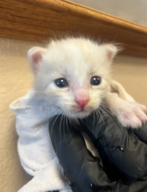 Adoptable Cat