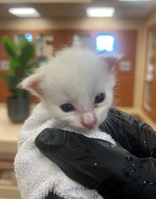 Adoptable Cat