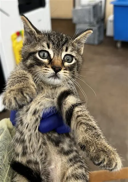 Milo