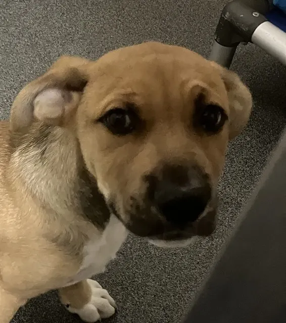 Odie
