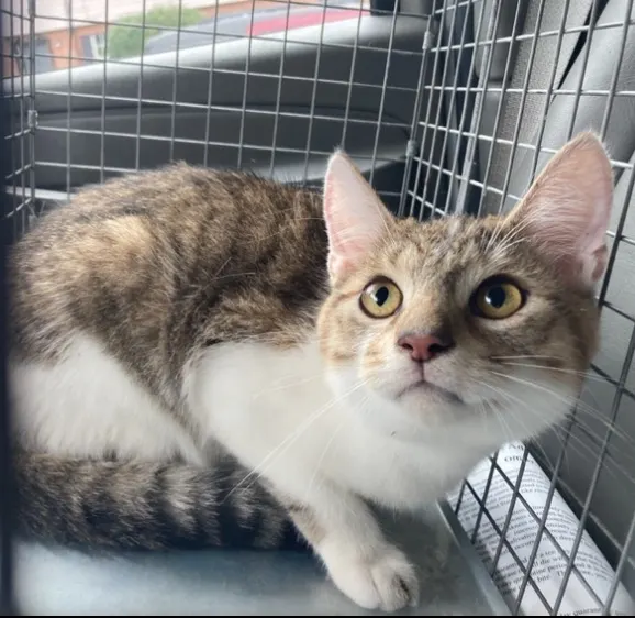 Adoptable Cat