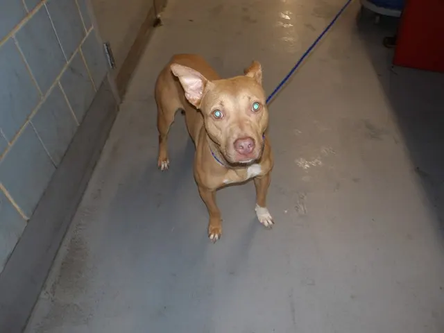 Adoptable Dog