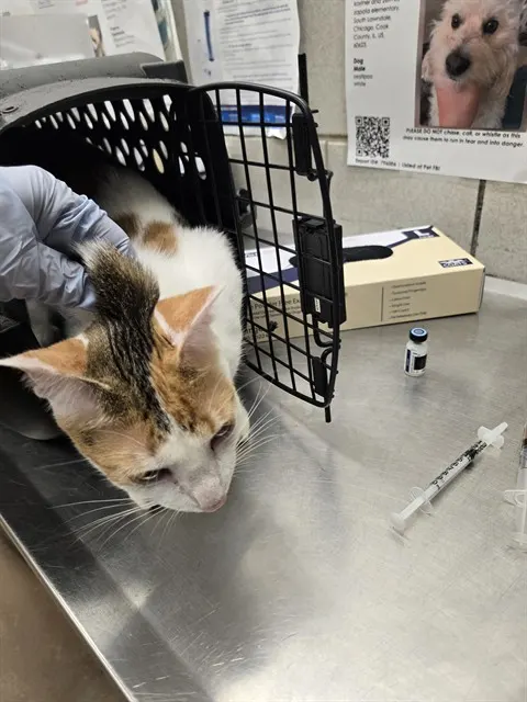 Adoptable Cat