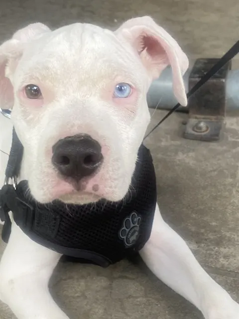 Astro