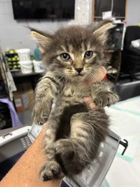 Adoptable Cat