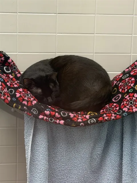 Salem
