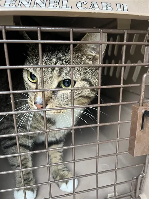 Adoptable Cat