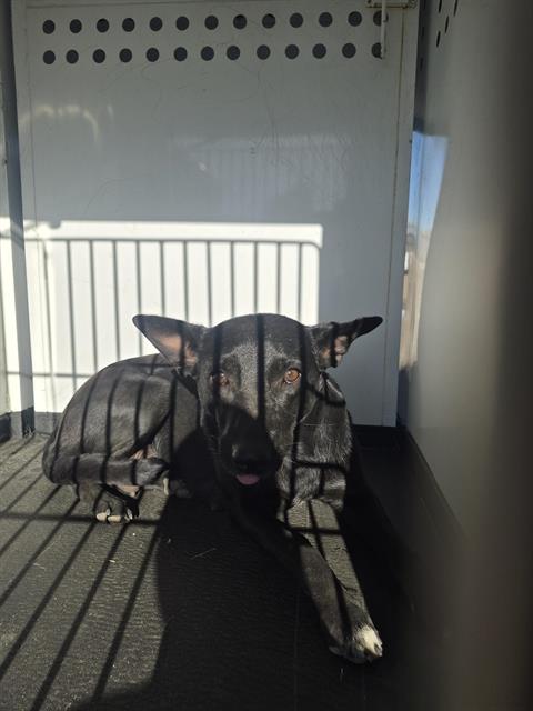 Adoptable Dog