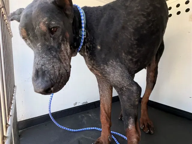Adoptable Dog