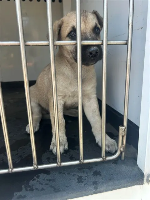 Adoptable Dog