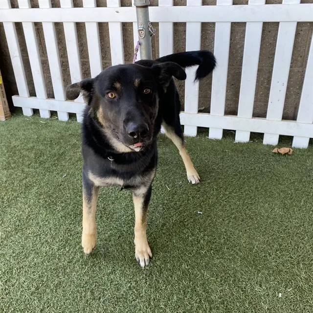 Adoptable Dog