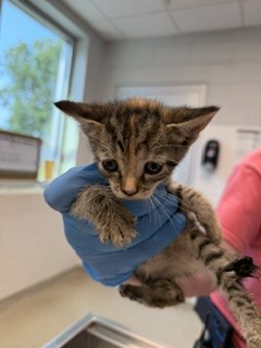 Adoptable Cat