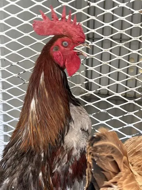 Adoptable Bird