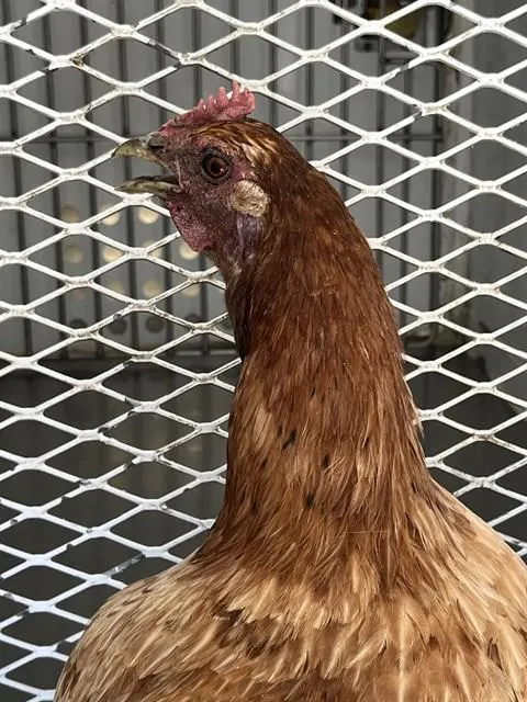 Adoptable Bird