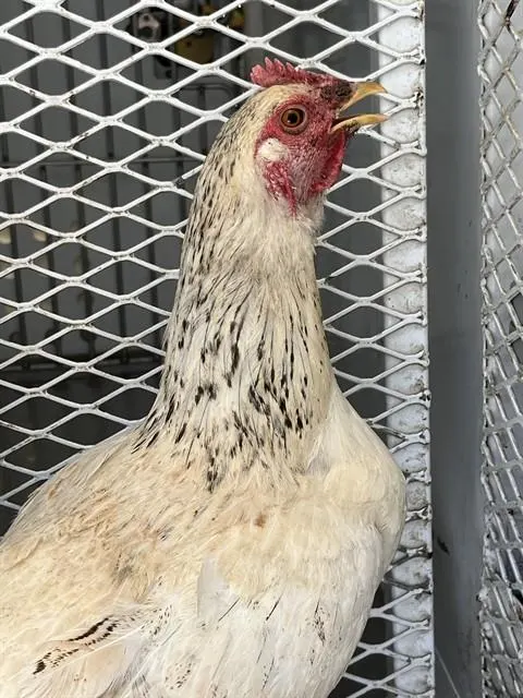 Adoptable Bird