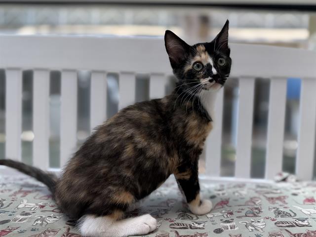 Stella