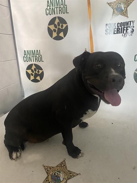 Adoptable Dog