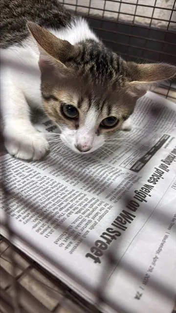 Adoptable Cat