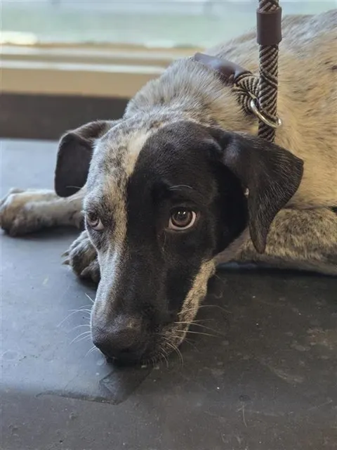 Adoptable Dog