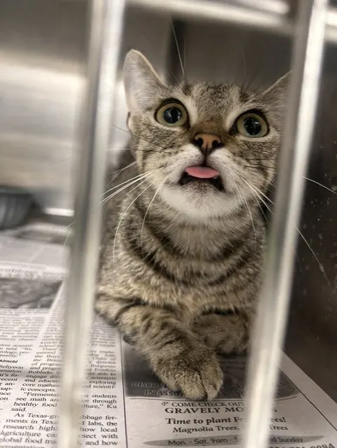 Adoptable Cat