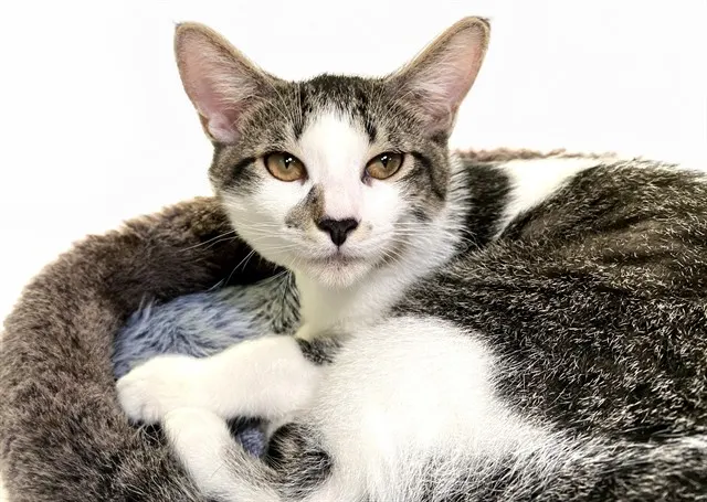 Tom