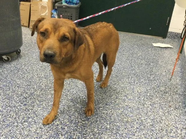 Adoptable Dog