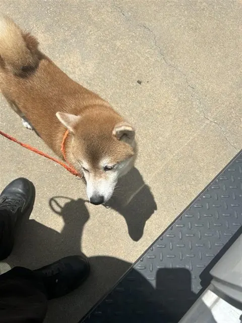 Adoptable Dog