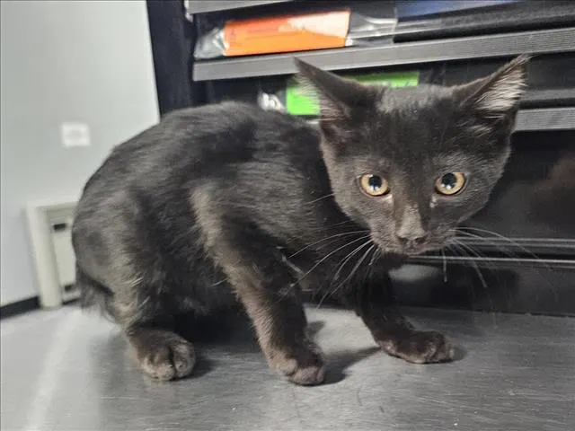 Tchalla