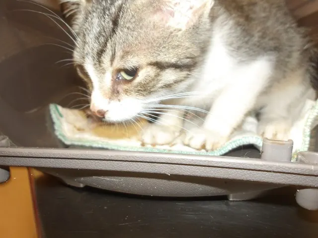 Adoptable Cat