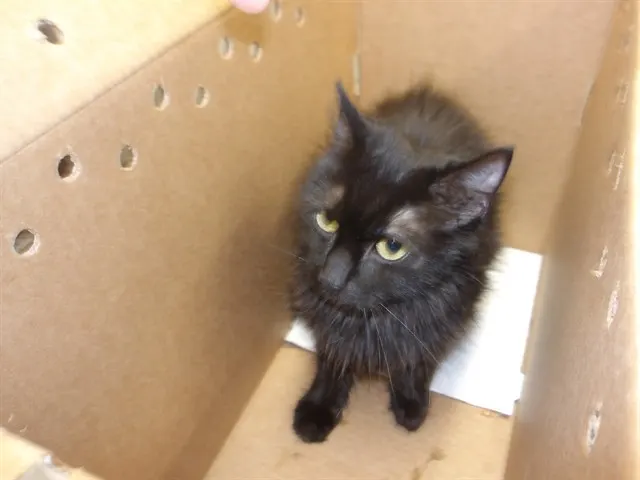 Adoptable Cat