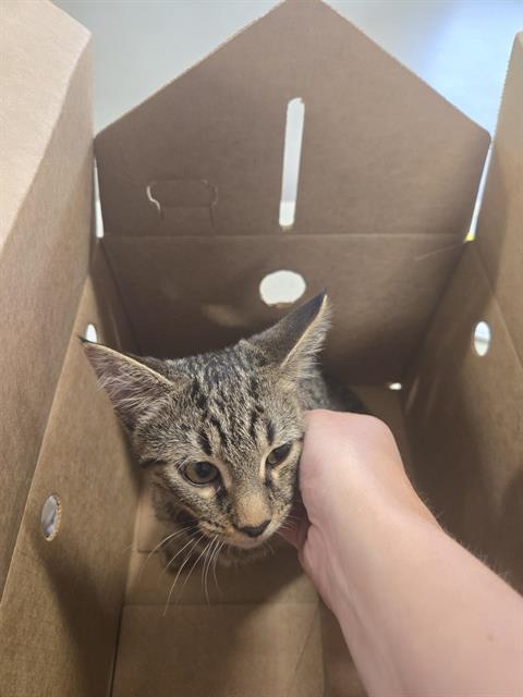 Adoptable Cat