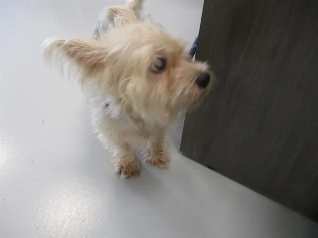 Adoptable Dog
