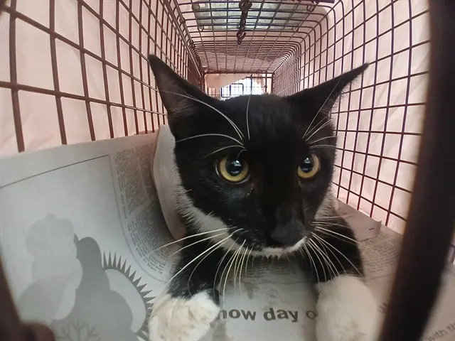 Adoptable Cat