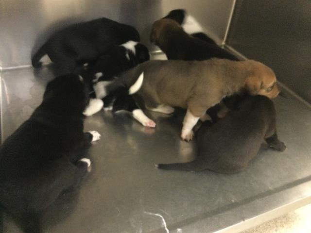 Adoptable Dog