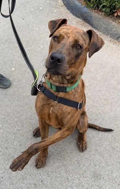 Duke