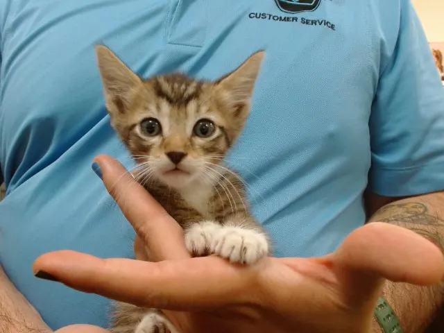 Finn