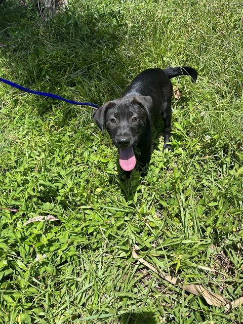 Pepper