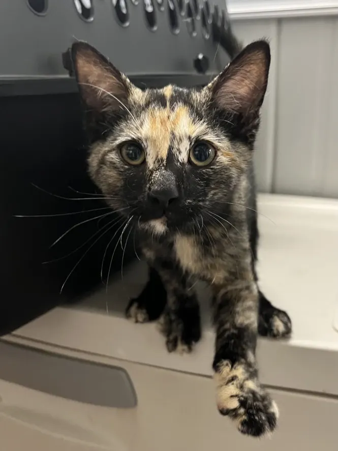 Adoptable Cat