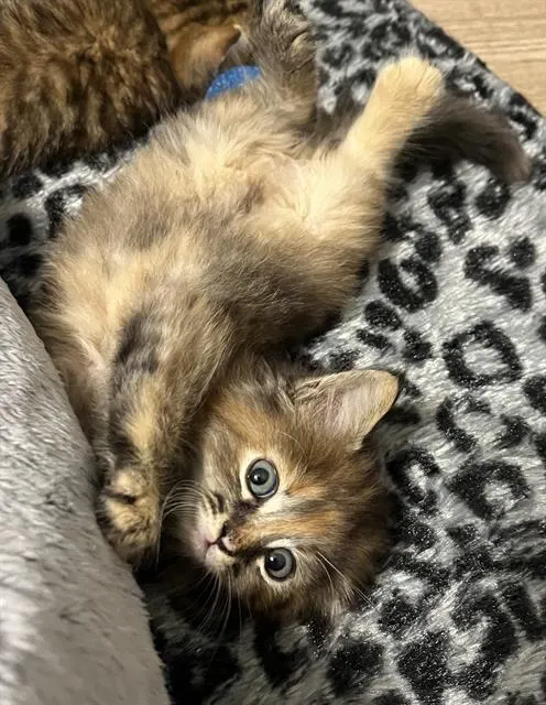Willow