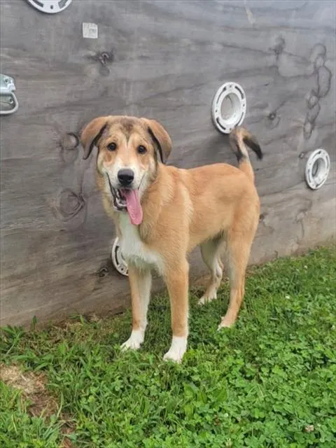 Benji